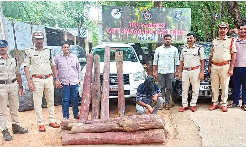 Man arrested, 20 red sanders logs seized