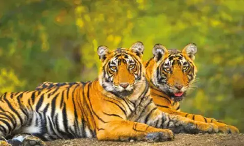 State tigers in peril: 75 deaths reported in 5 years