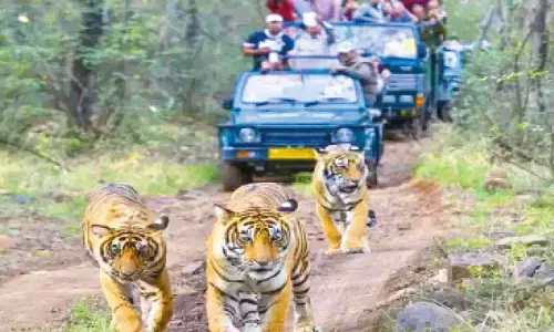 Tourists getting stranded: Alarm raised over ageing safari vehicles in Ranthambore