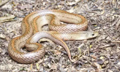 Minor held for killing snake in Ballia