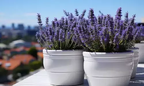 Simple Tips To Grow Lavender In Pots For A Refreshing Balcony Garden