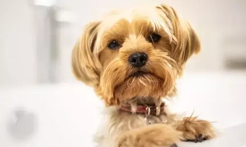 Low-Maintenance Dog Breeds Ideal for Busy People