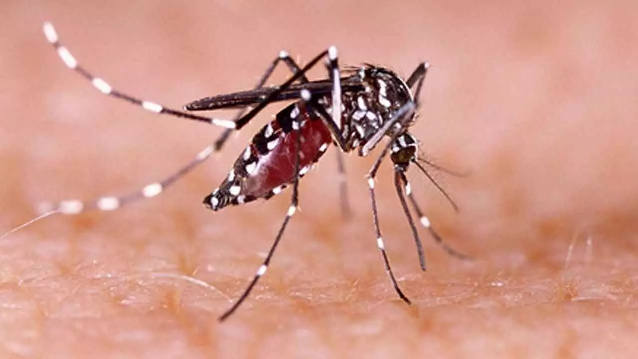 Health department on high alert as dengue cases surge in Patna