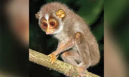 Conservation drive boosts slender loris numbers in Seshachalam