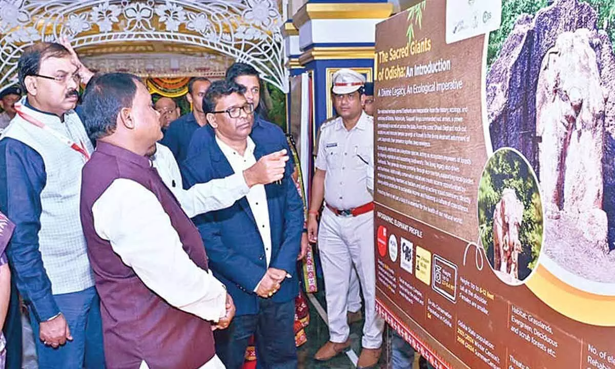 Asian elephant survival centre to be set up near Chandaka Asian elephant survival centre to be set up near Chandaka