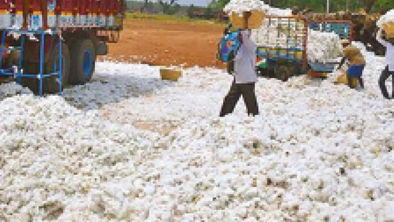 SKM slams Centre’s scrapping of duty on cotton imports, urges immediate rollback SKM slams Centre’s scrapping of duty on cotton imports, urges immediate rollback