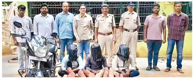 3 held; 26 red sanders logs seized 3 held; 26 red sanders logs seized