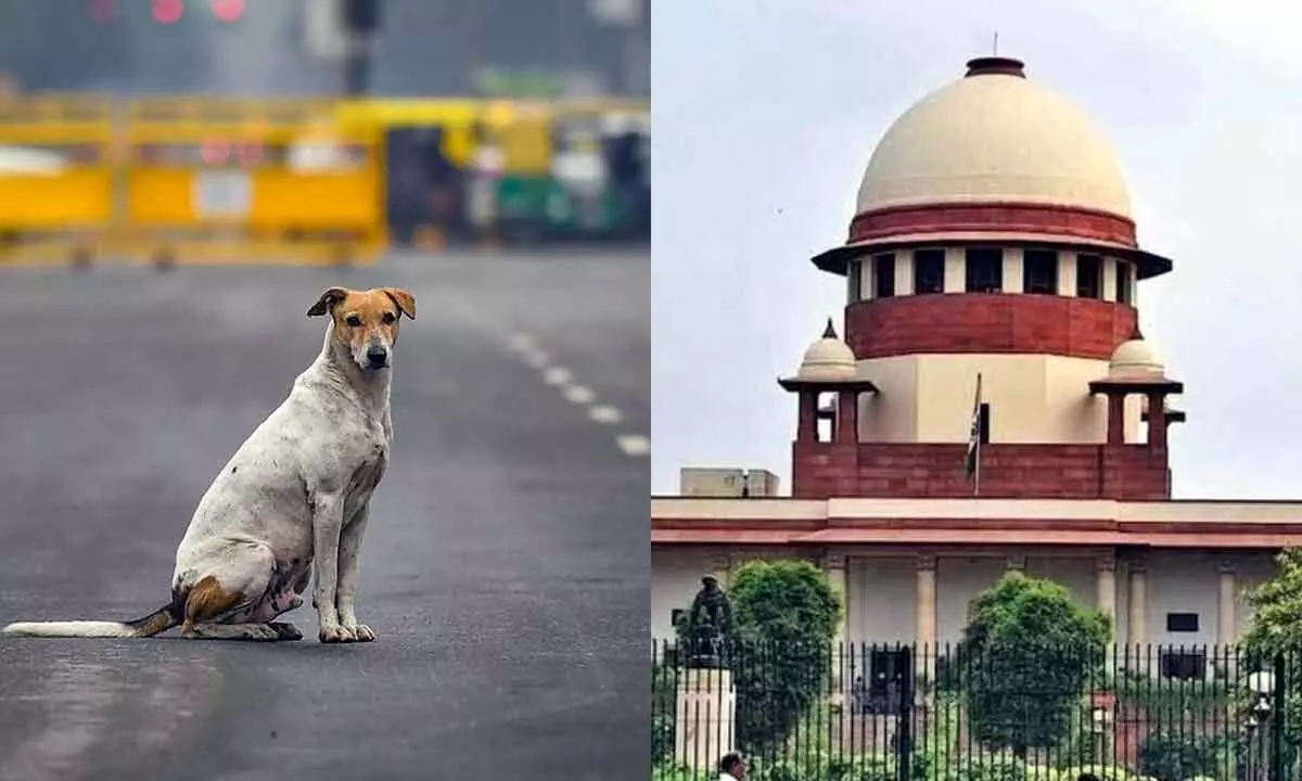 Supreme Court Modifies Delhi Stray Dog Order, Permits Release After Sterilization While Banning Street Feeding