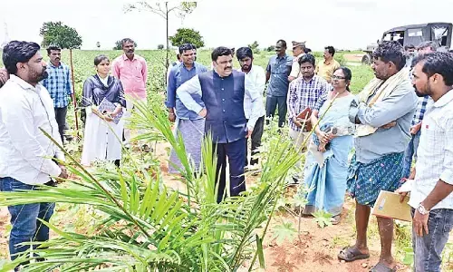 Collector orders expeditious completion of e-crop booking