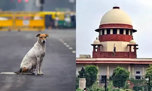 Supreme Court Modifies Delhi Stray Dog Order, Permits Release After Sterilization While Banning Street Feeding