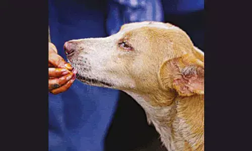 Free dogs after sterilisation, but no feeding: SC