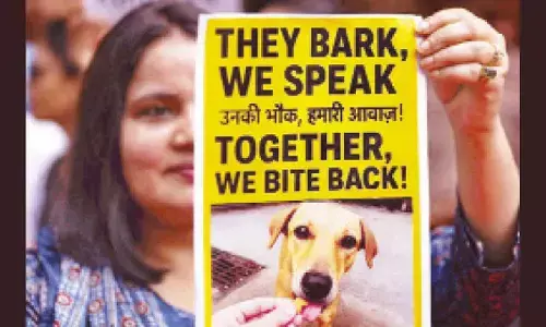 MCD to implement SC order on stray dogs: Mayor