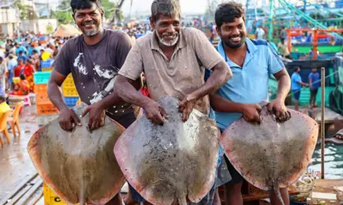 Fish production surges 104 pc, infra projects rise towards Blue Economy