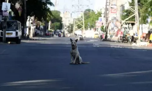 TN BJP leader urges CM Stalin to act on Tamil Nadu’s stray dog crisis