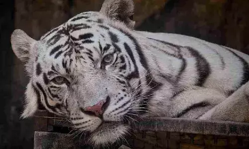White tiger cub dies at Nandankanan
