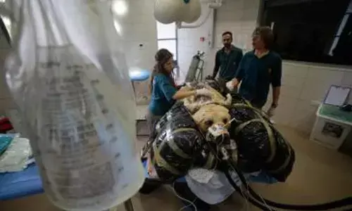 India launches first-ever national guidelines for animal blood transfusion, blood banks