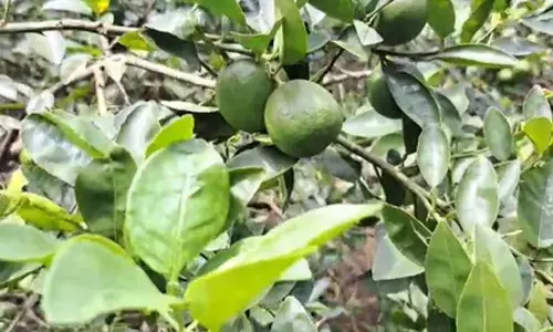 Odisha: Angul lemons exported to US, farmers reap higher profits