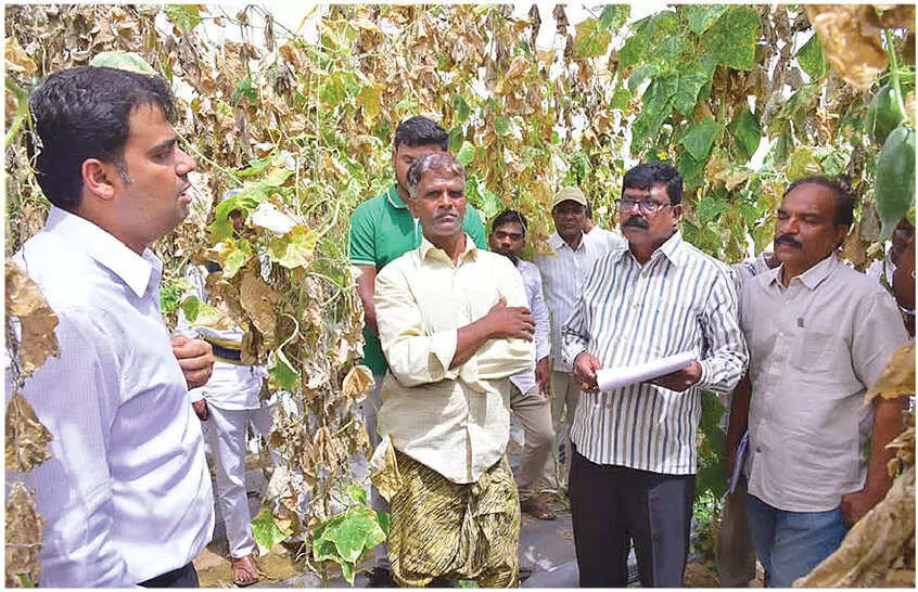 Collector visits shadenet cucumber cultivation in Tanakal