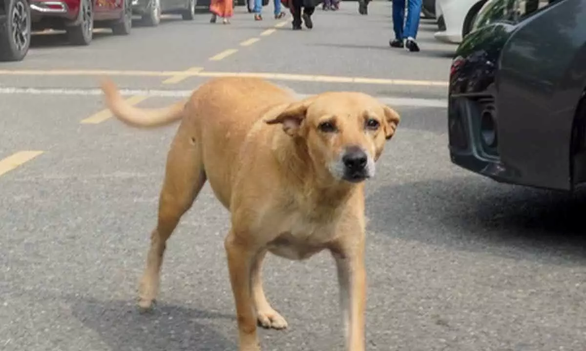 Rajasthan becomes first state to implement Supreme Courts order on stray dogs Rajasthan becomes first state to implement Supreme Courts order on stray dogs