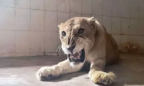 Indhu, SVZP’s oldest lioness, passes away at 23