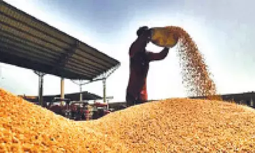 Govt trims wheat stock limits to tame price rise