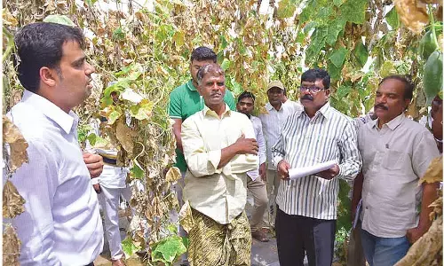 Collector visits shadenet cucumber cultivation in Tanakal