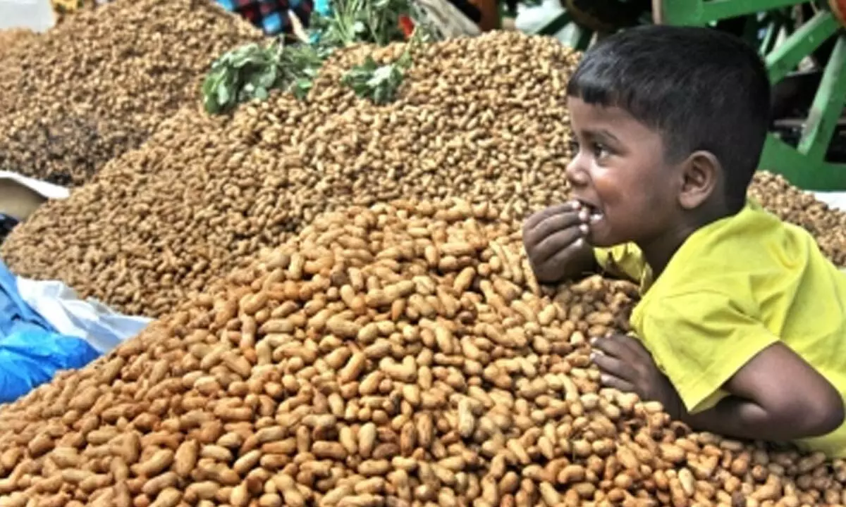 Farmers in Gujarat can register for MSP sale of groundnut, moong, urad, soybean from Sept 1–15 Farmers in Gujarat can register for MSP sale of groundnut, moong, urad, soybean from Sept 1–15