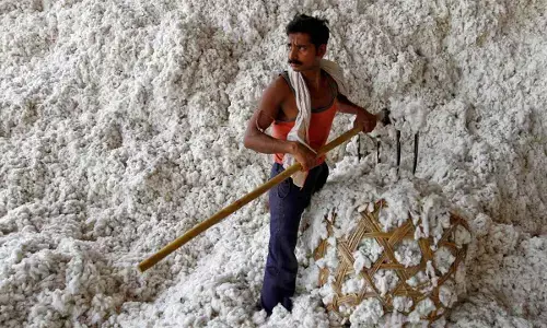 Govt Extends Cotton Import Duty Exemption Till Dec 31 Amid US Tariff Pressure