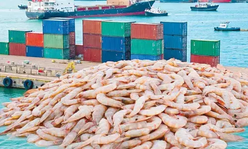 Centre urged to intervene on tariffs toll on shrimp exports
