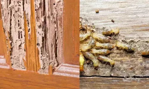 Budget-Friendly DIY Remedies to Combat Termites at Home