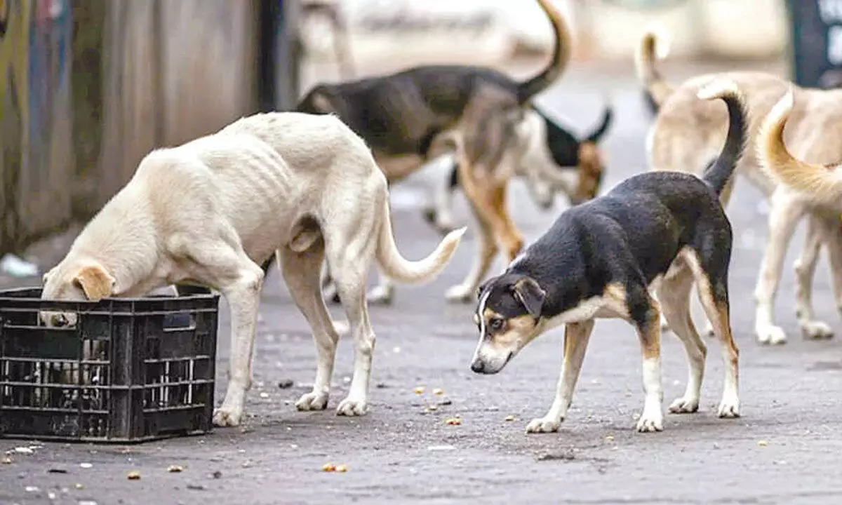 Delhi: 6 city residents among 49 rabies deaths in 2025 Delhi: 6 city residents among 49 rabies deaths in 2025