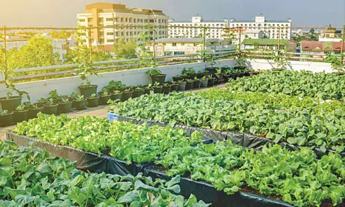 The rise of rooftop farming in urban India