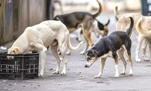 Delhi: 6 city residents among 49 rabies deaths in 2025