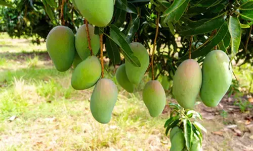 India’s horticulture output leaps to 367.72 million tonnes