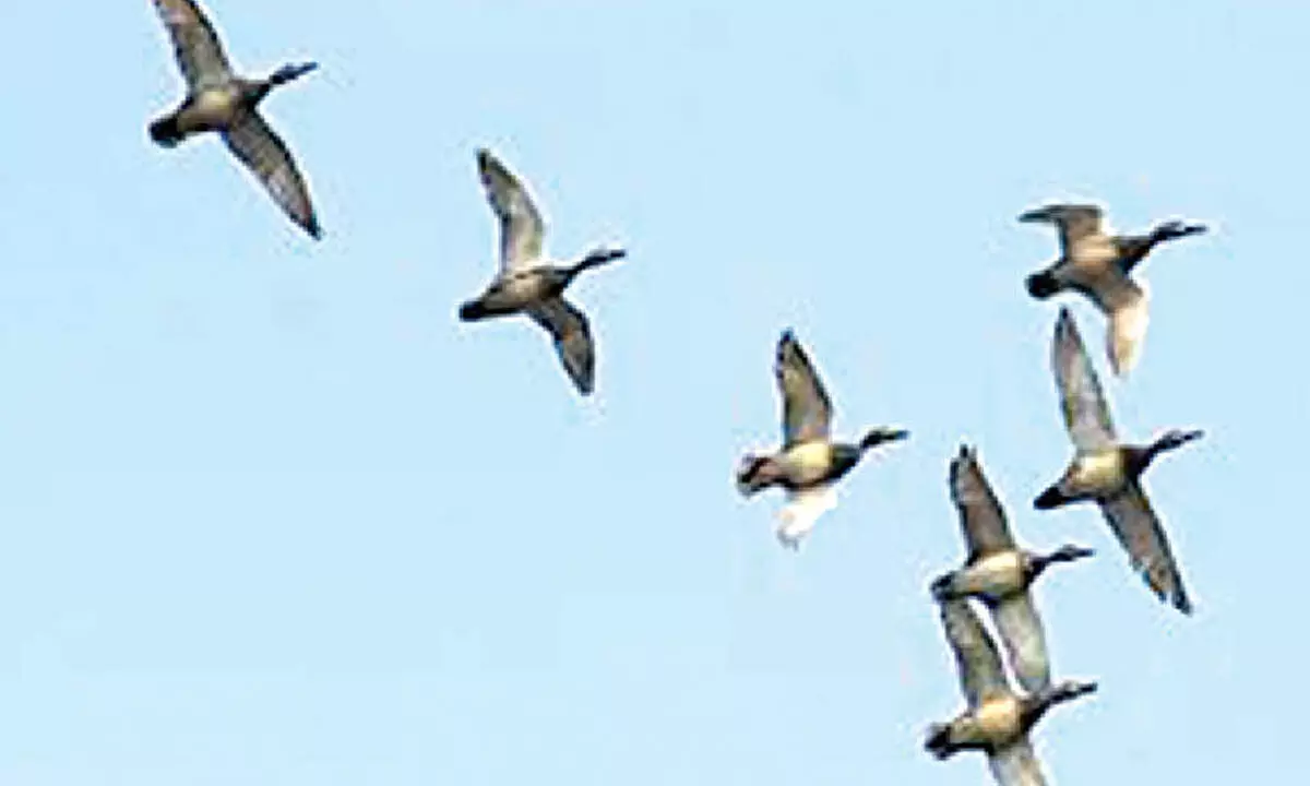 Monsoon bird census begins at Bhitarkanika Monsoon bird census begins at Bhitarkanika