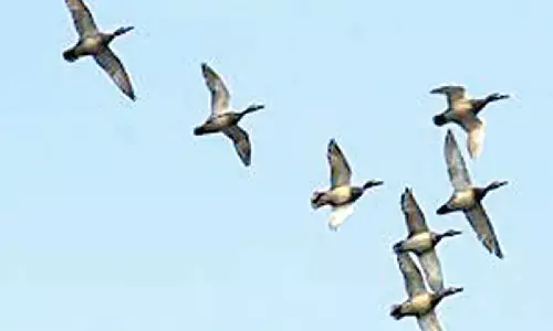 Monsoon bird census begins at Bhitarkanika