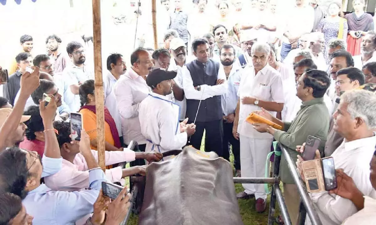 Krishna Milk Union launches semen distribution Krishna Milk Union launches semen distribution