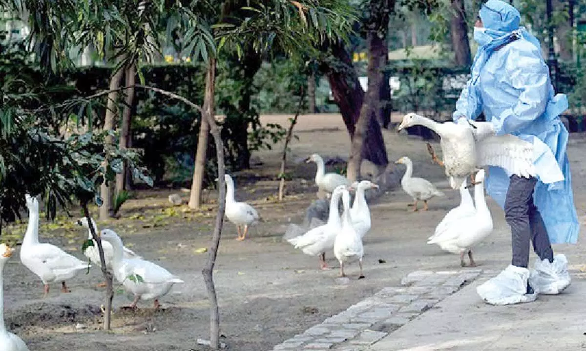 Avian influenza: Measures ramped up at Delhi zoo Avian influenza: Measures ramped up at Delhi zoo