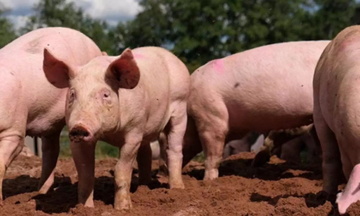 New swine fever outbreak reported at Latvian farm