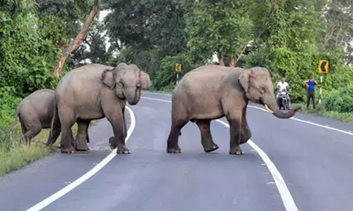 Human-elephant conflicts rise in TNs Coimbatore amid shortage of forest guards
