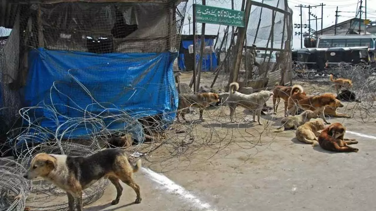 Maintaining ecological balance best bet to contain stray dog crisis Maintaining ecological balance best bet to contain stray dog crisis