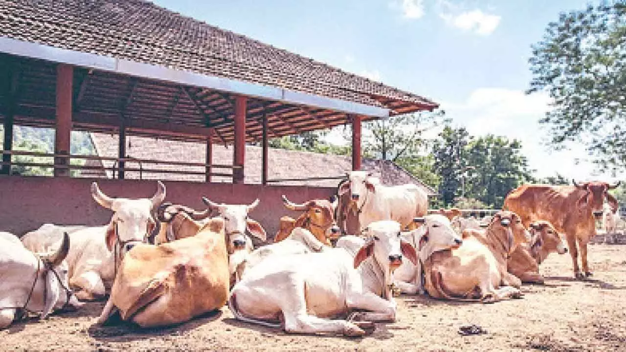 Govt unveils bold goshala policy to transform animal welfare and rural economy Govt unveils bold goshala policy to transform animal welfare and rural economy
