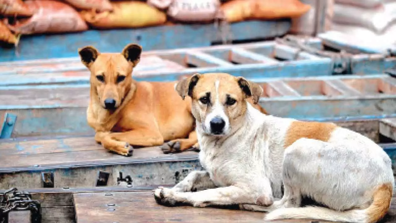 Noida Authority launches stray dogs survey; plans new shelters Noida Authority launches stray dogs survey; plans new shelters