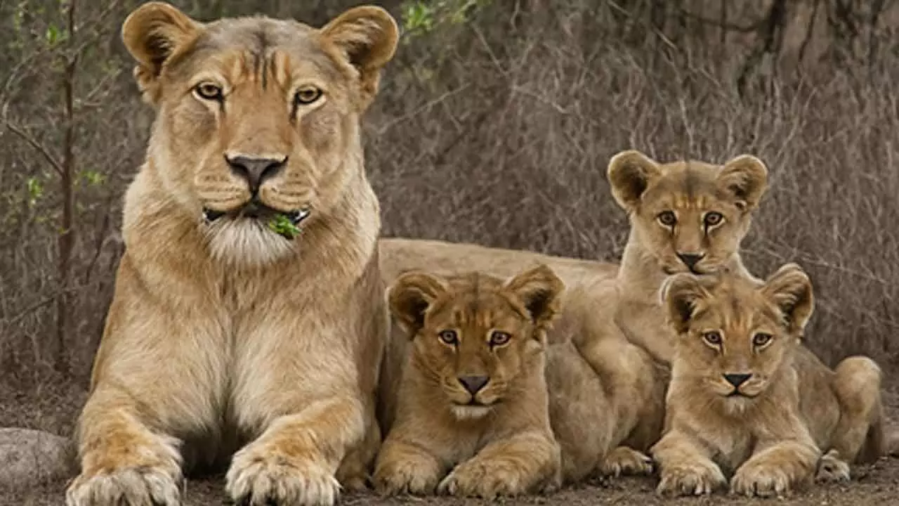 Gujarat census finds 891 lions, 7,672 wild asses as state leads in biodiversity Gujarat census finds 891 lions, 7,672 wild asses as state leads in biodiversity