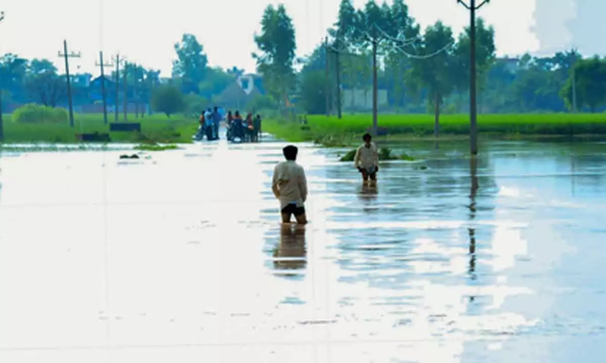 Punjab minister urges Centre for Rs 50,000 per acre relief for crop loss Punjab minister urges Centre for Rs 50,000 per acre relief for crop loss