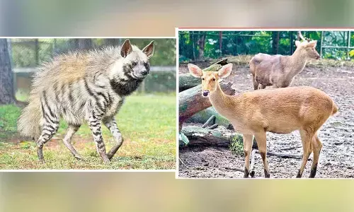 Six new species add to IGZP’s animal collection