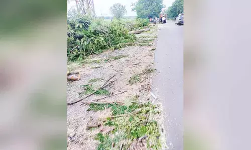 Indiscriminate tree felling in Shamshabad raises concerns