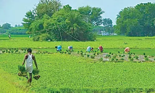 Farmers’ association demands end to urea shortage