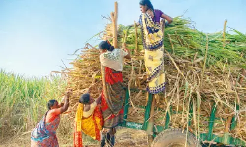 Non-payment of Rs 30 cr to farmers: UP sugar mill owner’s son, four others booked