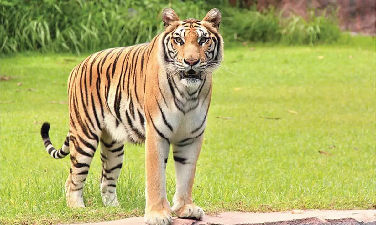 Tiger spotted in Seshachalam Hills after nearly a century Tiger spotted in Seshachalam Hills after nearly a century